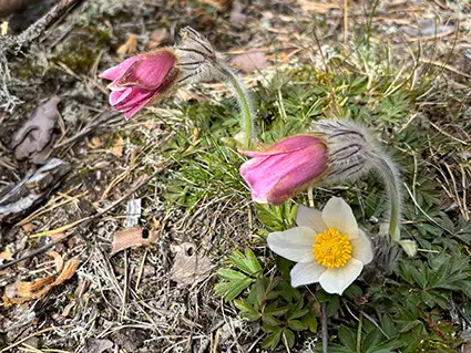 kjula3